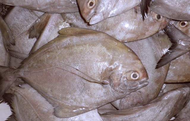 Peluang Usaha Budidaya Ikan Bawal