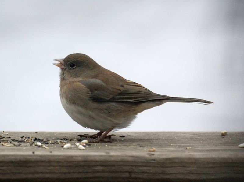 wild birds unlimited small gray bird with white belly wild birds unlimited small gray bird with white belly