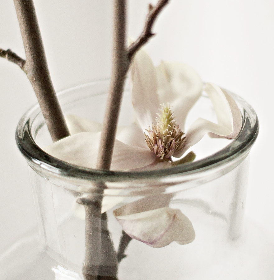 Eine Magnolienblüte im Glas, ganz zart