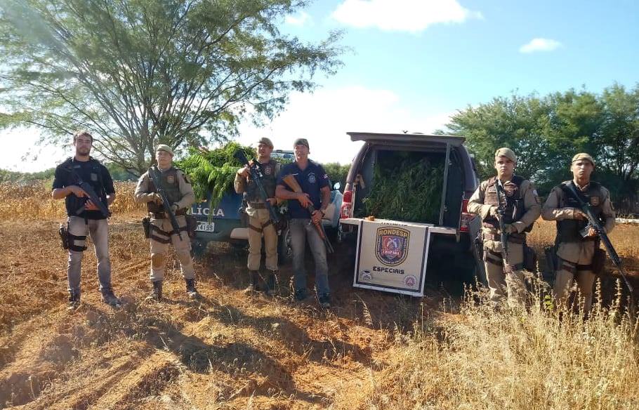 Polícia localiza plantação com mais de 2,5 mil pés de maconha em Canarana
