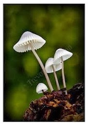 Berikut ini yang bukan merupakan ciri umum dari fungi adalah