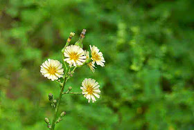 yellow flowers, Lactuca indica