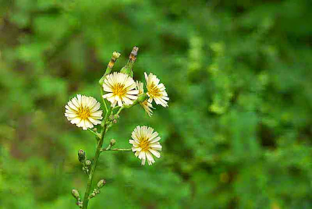 yellow flowers, Lactuca indica