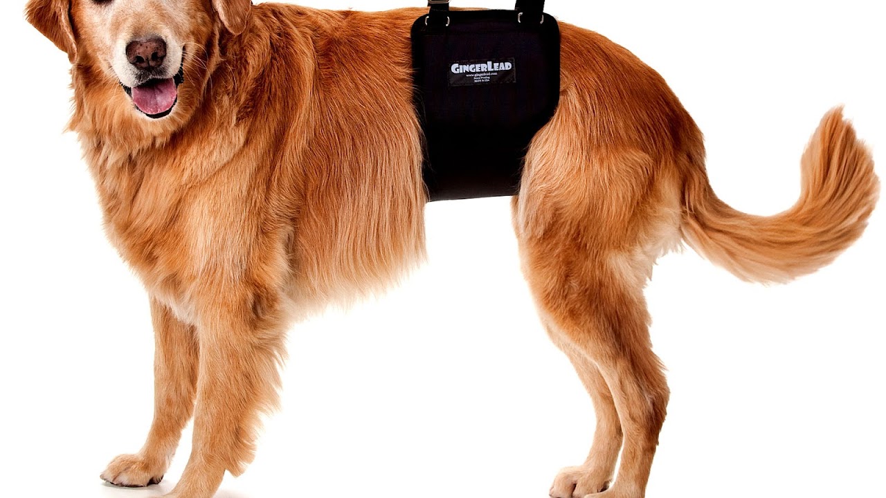 Spinal Injury In Dogs Injury Choices