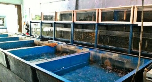 Alamat Lokasi Pasar Ikan Hias Jakarta Lengkap Hobinatang
