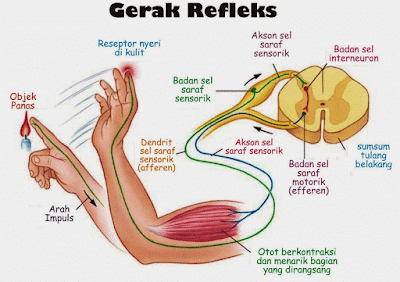 Mekanisme Gerak Sadar Dan Gerak Refleks Dan Contohnya Mekanisme Gerak Sadar Dan Gerak Refleks Dan Contohnya