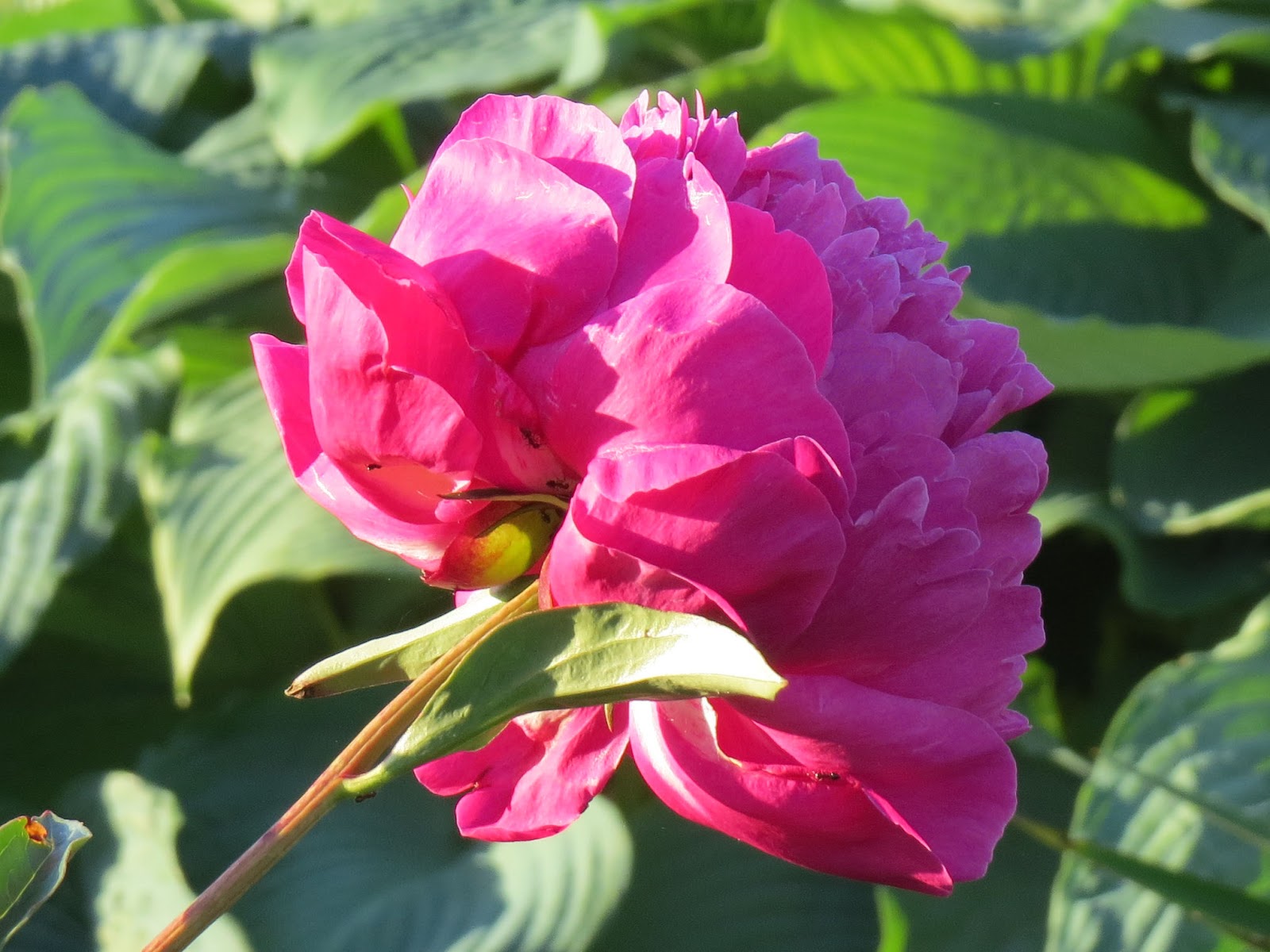 peony