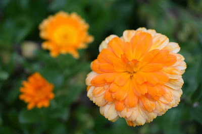 Ringblomma, Calendula officinalis