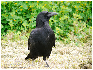Corneille noire - Corvus corone - Carrion Crow https://bioclicetphotos.blogspot.fr/search/label/Corneille%20noire%20-%20Corvus%20corone
