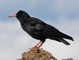 417d1.blogspot.com - Burung Gagak Mengajarkan Kepada Manusia Bagaimana Cara Menguburkan Mayat