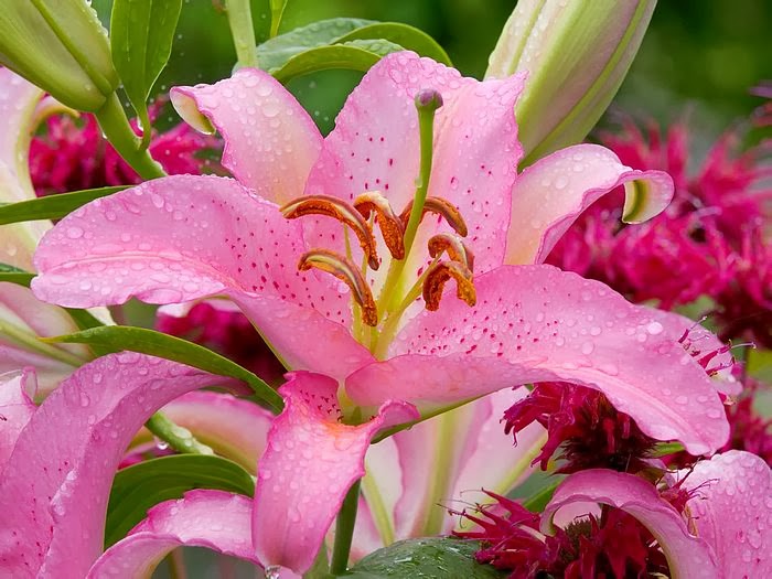 Flower Homes Lilium Flowers