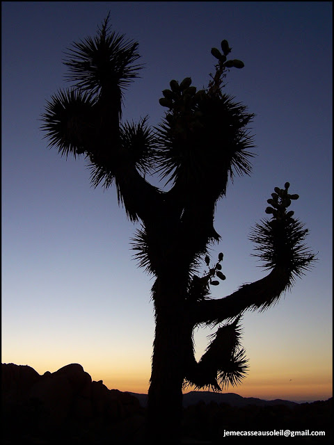 Joshua Tree Joshua Tree