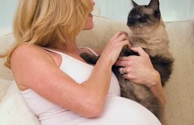 Memelihara Kucing Tanpa Khawatir Toksoplasma