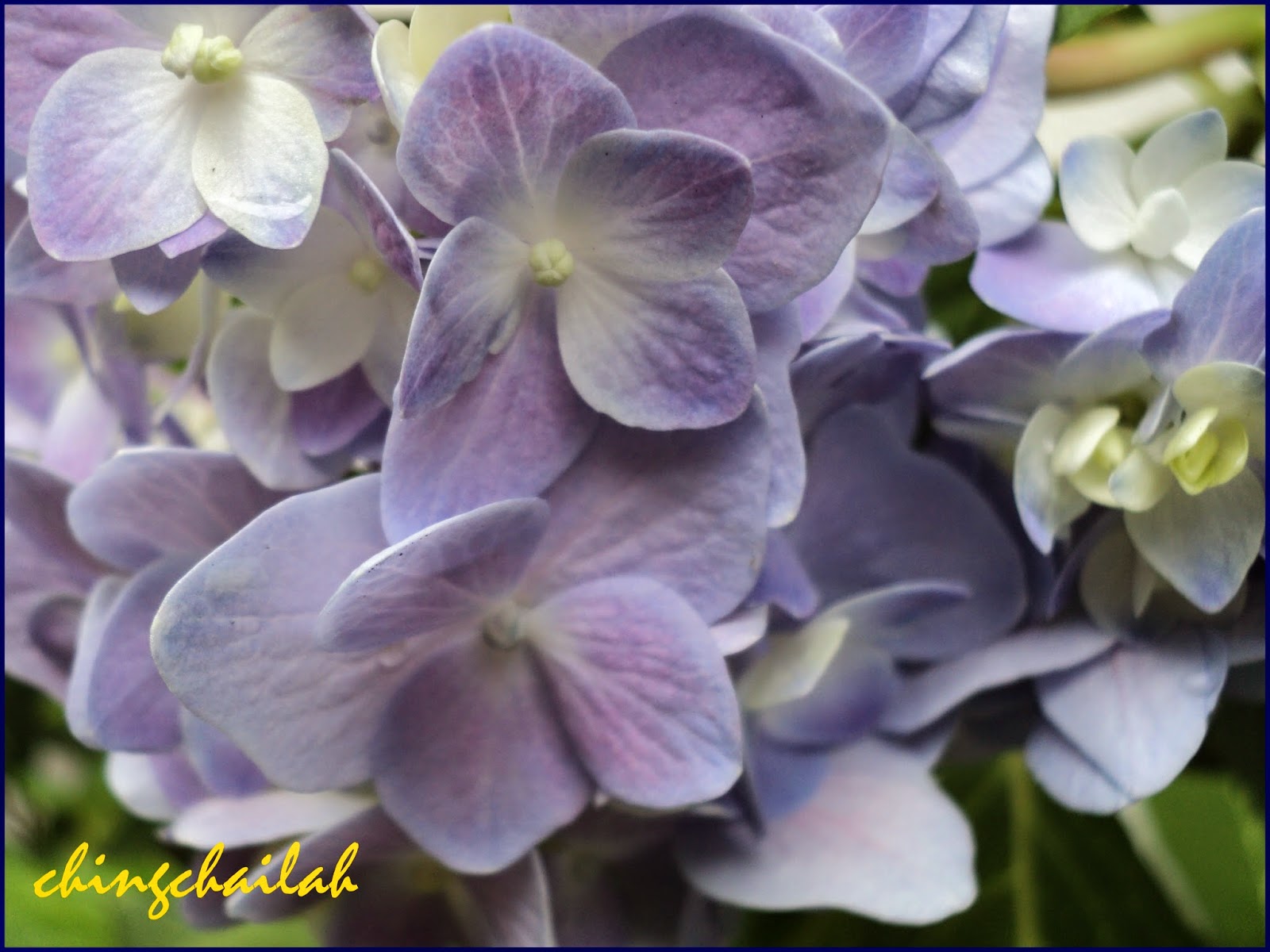 Evelyn Gasman Paper Flower Hydrangea