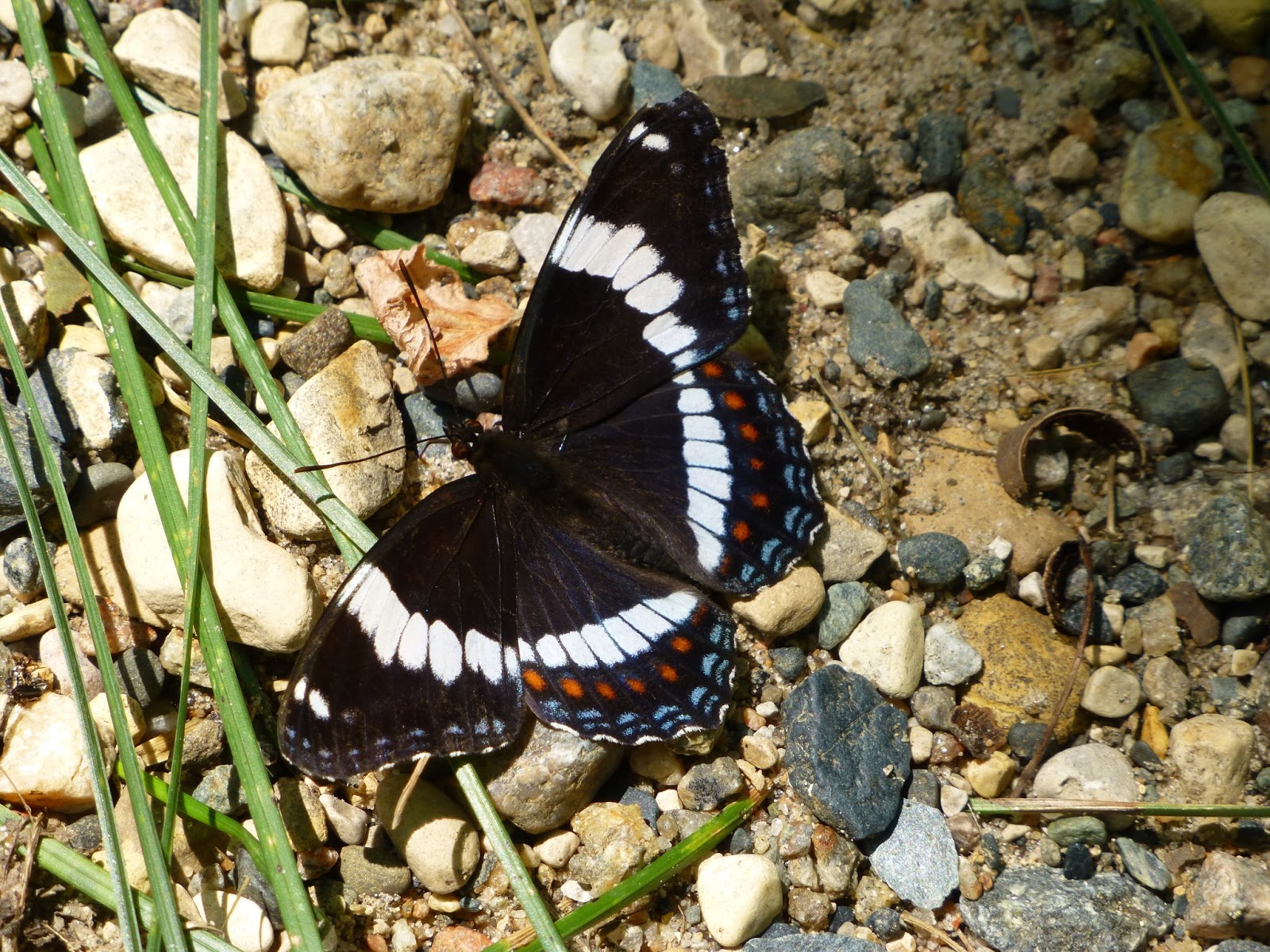 Fair Isle Minnesota Wildlife Butterflies, Frogs and BIRDS!