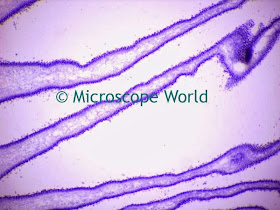 Microscope World Blog: Mushroom Under the Microscope