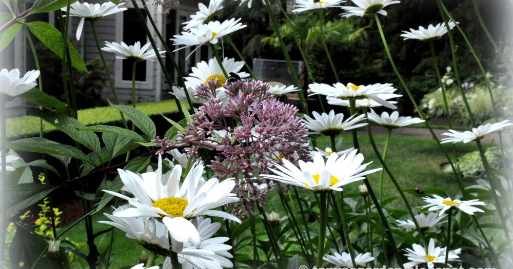 MySecretGarden Some August Flowers