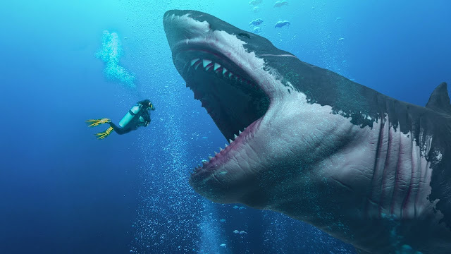 Resultado de imagem para tubarão