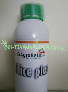 silicio marihuana silicio marihuana