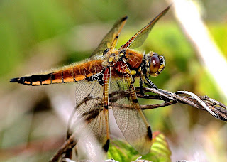 Beautiful yellow-orange dragonfly. Photo by James Wainscott on Unsplash. Close-up of a beautiful yellow-orange dragonfly. Photo by James Wainscott on Unsplash.