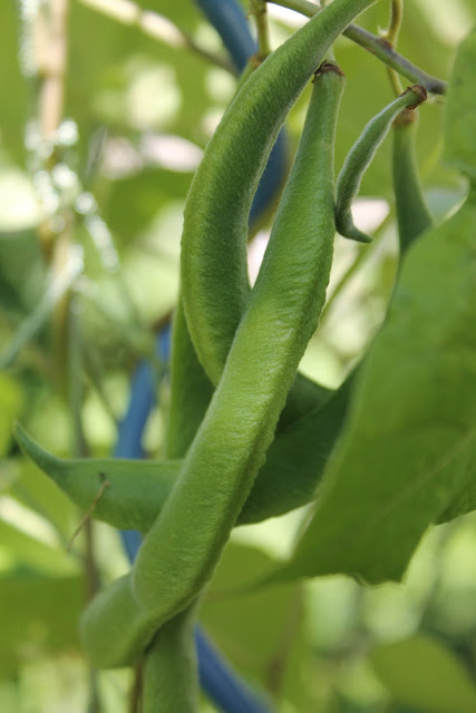 Scarlet runner beans
