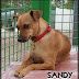 SANDY