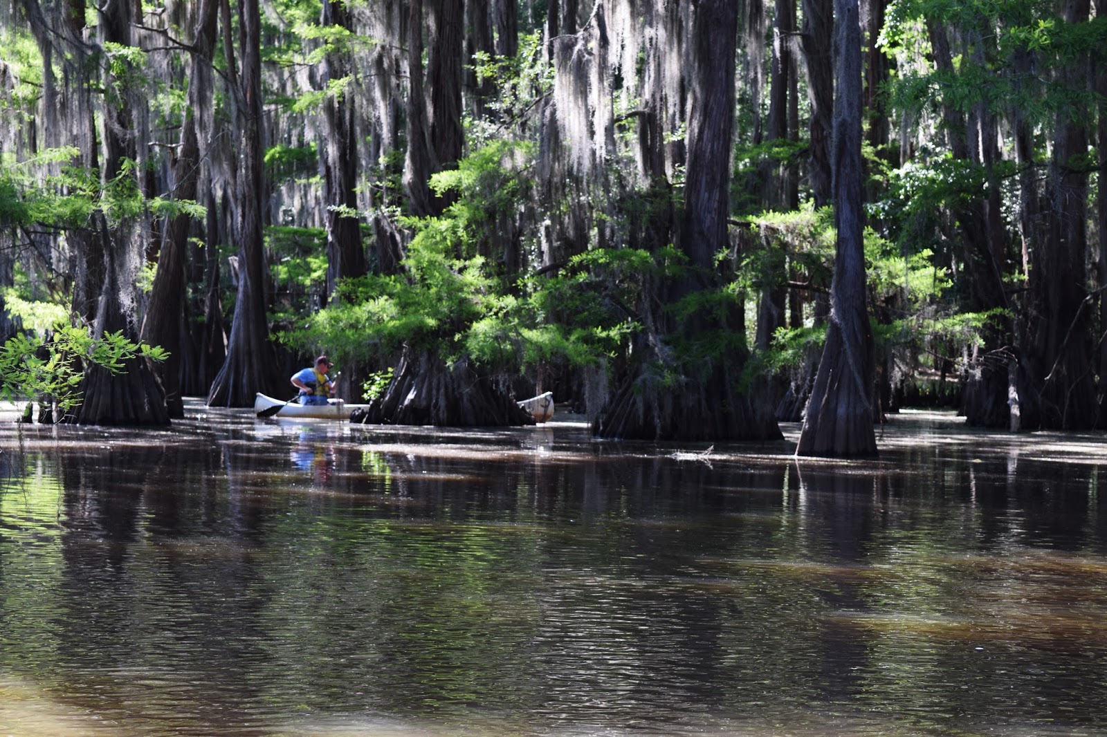 Travel For A Purpose Caddo Lake State Park A Picturesque Cypress