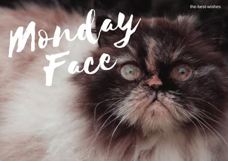 very-angry-cat-in-Good-Morning-meme-for-him very angry cat in Good Morning meme for him