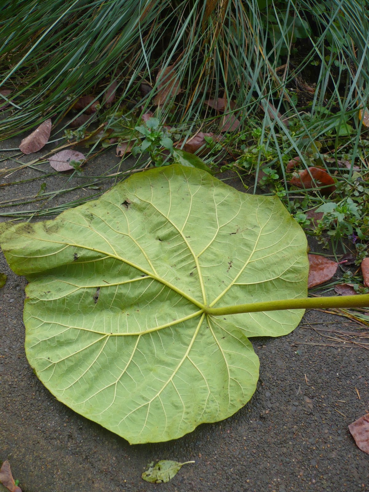 Whatsitgarden Leaf drop Paulownia tomentosa style...