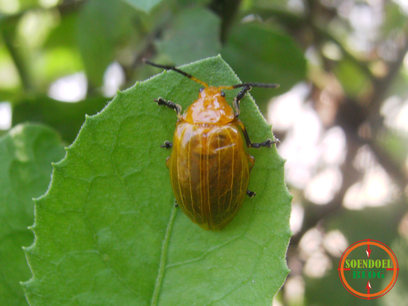 Sundul Langit: Foto Kumbang Warna Keemasan
