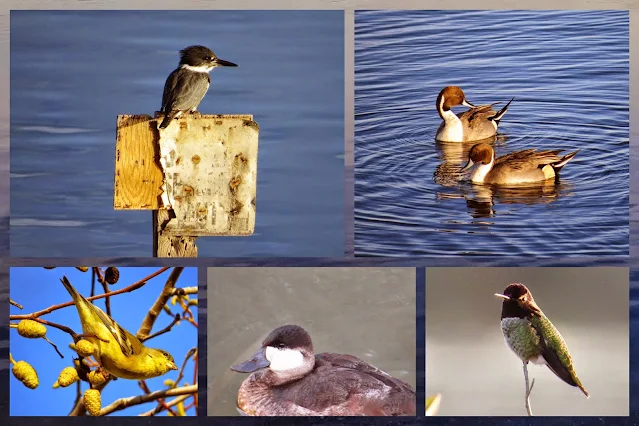 Bay Area Birds of Shoreline Park