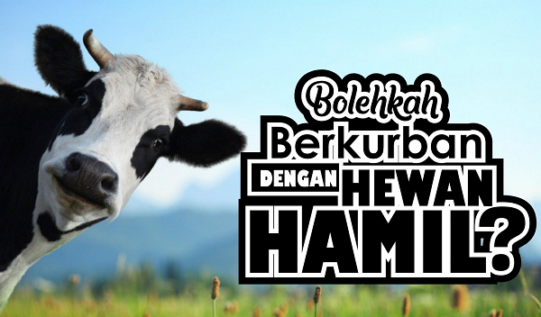 Bolehkah Berkurban dengan Hewan Hamil? Bolehkah Berkurban dengan Hewan Hamil?