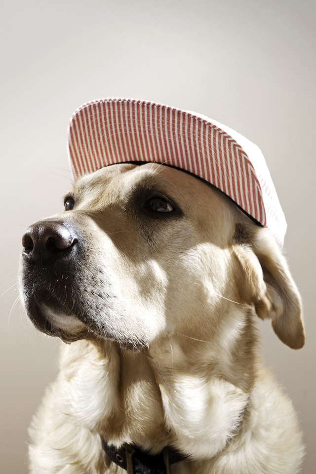 banana meetcute Dogs in Hats