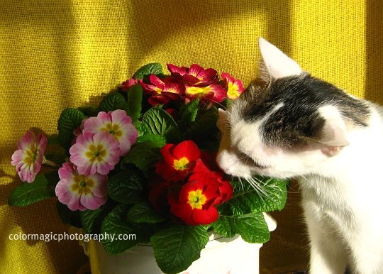 Cat smelling a flower bouquet