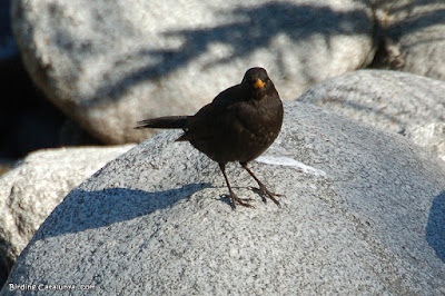 Merla (Turdus merula)