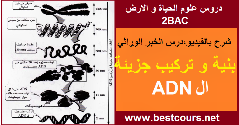 تركيب و بنية الصبغيات و جزيئة الadn الخبر الوراثي الثانية باك
