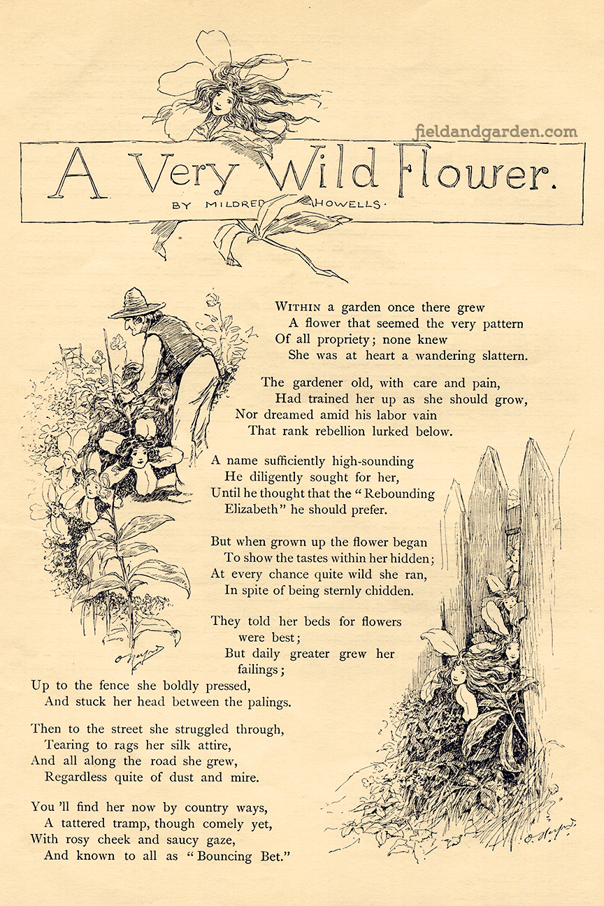 Field Garden Public Domain Poem For Gardeners A Very Wild Flower By Mildred Howells Field Garden Public Domain Poem For Gardeners A Very Wild Flower By Mildred Howells