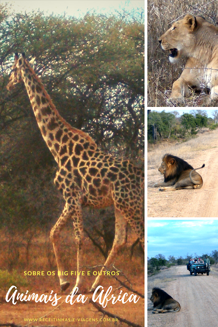 Safari, Sobre ver os big five e outros animais na Africa