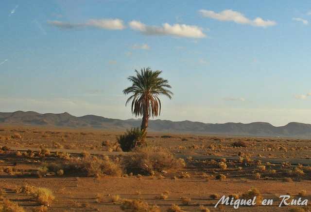 Palmera-desierto-Marruecos