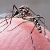 Medicamento para tratar hepatite pode curar chikungunya, indica pesquisa da USP