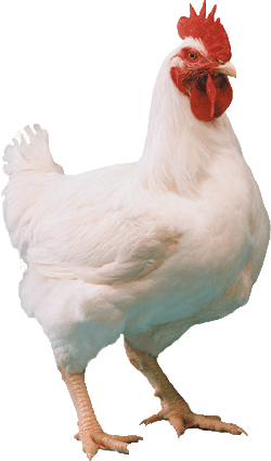gambar ayam Indonesiadalamtulisan Terbaru 2020 gambar ayam Indonesiadalamtulisan Terbaru 2020