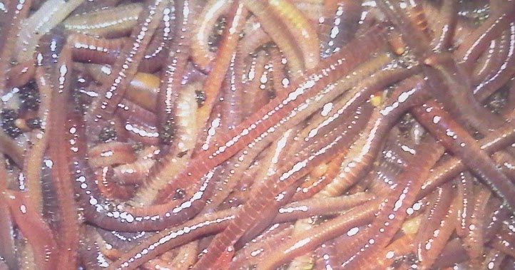 Jenis-Jenis Cacing Tanah: Fakta Menarik Yang Wajib Kamu Ketahui