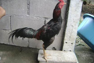 jual ayam bangkok di thailand lengkap gambar ayam