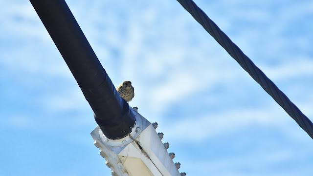 地球の核近くに予期せぬ構造物を発見