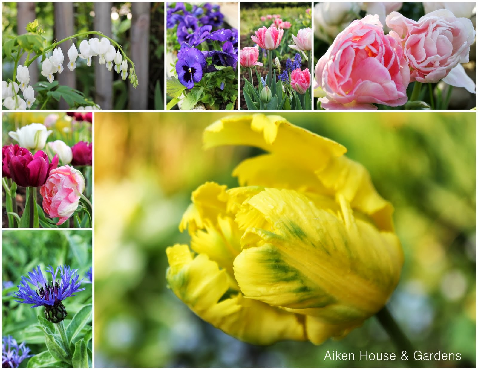 Aiken House & Gardens: Spring Colour in the Garden