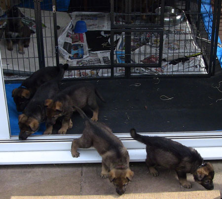 Puppies leaving their indoor pen for their outdoor one