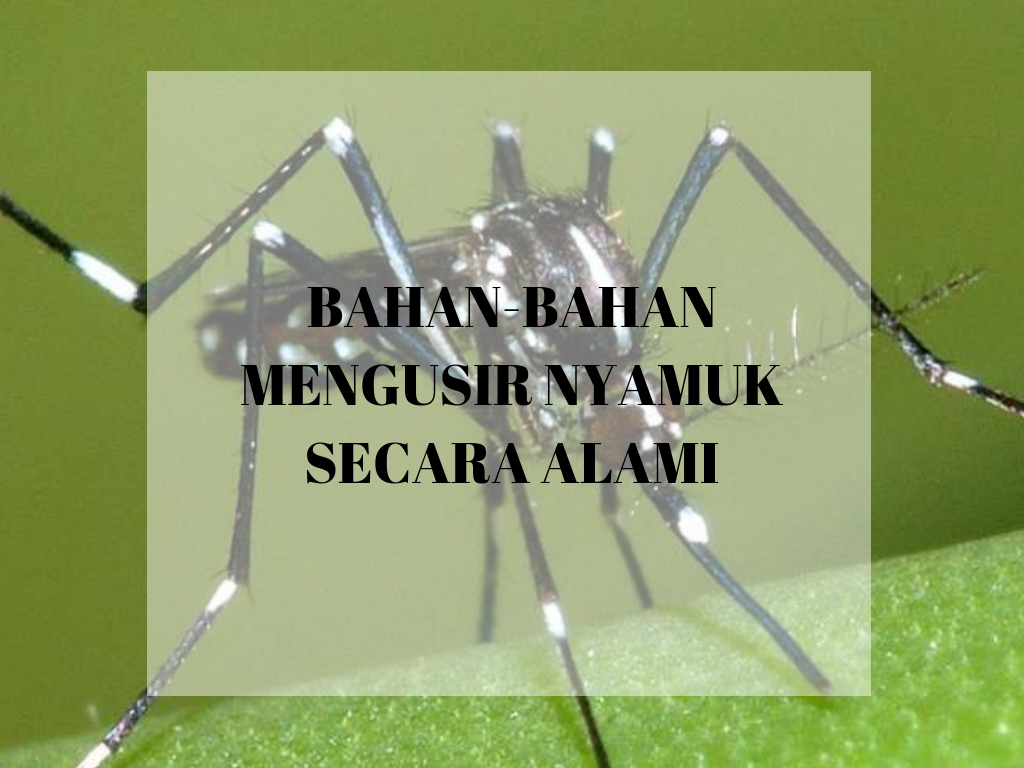53 Gambar Nyamuk Untuk Anak Tk Paling Hist 53 Gambar Nyamuk Untuk Anak Tk Paling Hist
