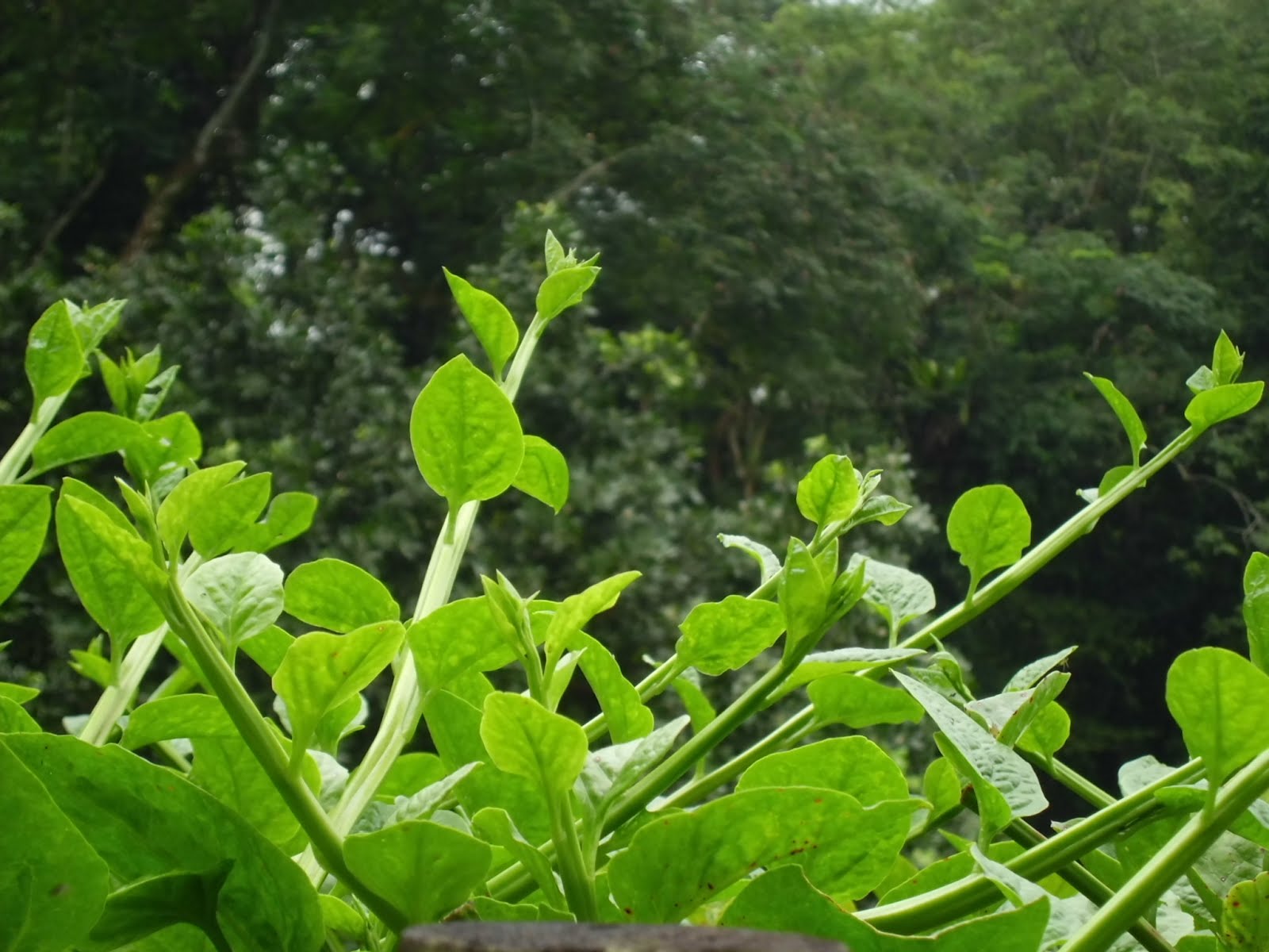 Could it be organic bean sprout?