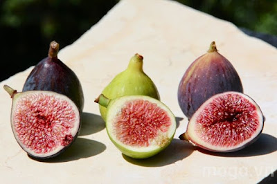 cách chữa bệnh trĩ tại nhà bằng quả sung cach chua benh tri tai nha bang qua sung