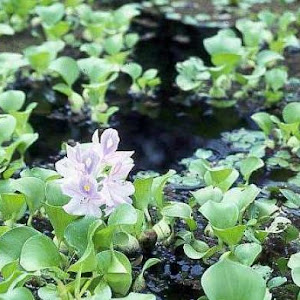 Tanaman Air Untuk Budidaya Ikan Hias Alam Ikan